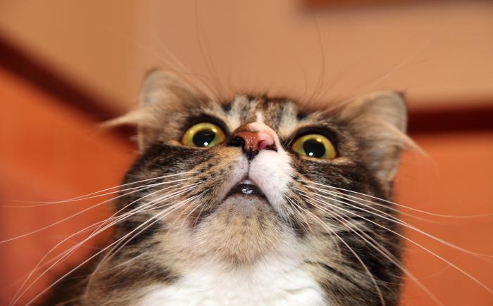Cat with shocked face